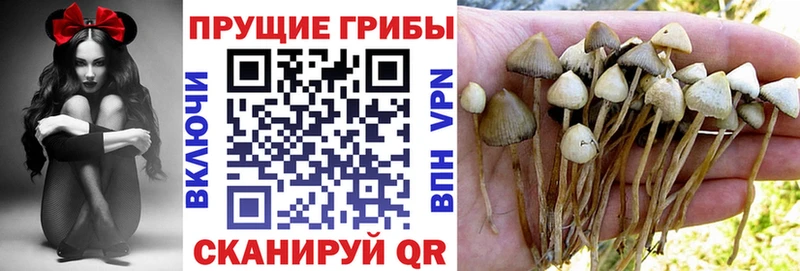 Галлюциногенные грибы Psilocybine cubensis  Пойковский 